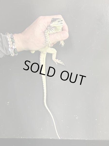 画像3: グールドモニター (3)