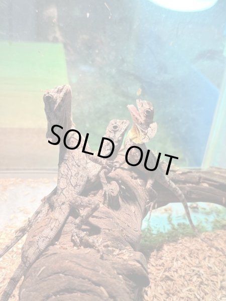 画像5: エリマキトカゲ　ベビー (5)