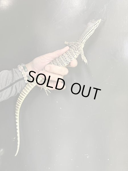 画像2: グールドモニター (2)