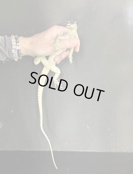 画像4: グールドモニター (4)