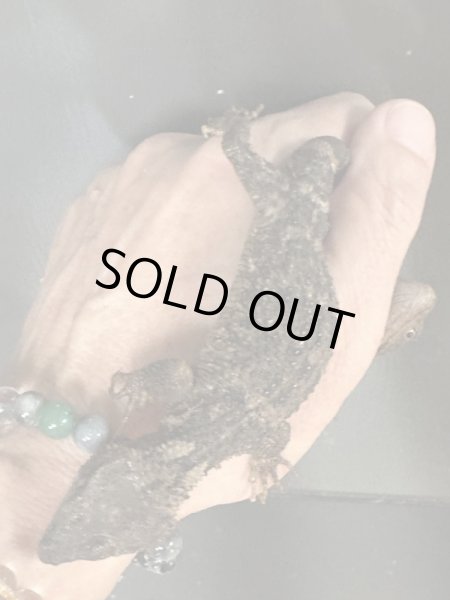 画像2: アカメコブトカゲ雌(ツァクアルティパンテクス)(ペア¥170.000-)(トリオ¥234.000-) (2)