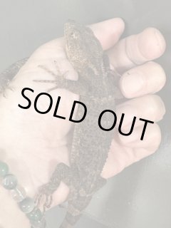 全商品 - terra (Page 3)