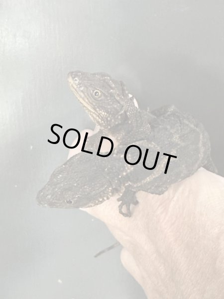 画像2: アカメコブトカゲ雌(サンマルティンコブトカゲ)、(ペア¥130.000-)(トリオ¥180.000-) (2)