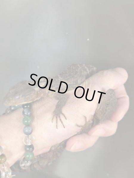 画像3: アカメコブトカゲ雌(ツァクアルティパンテクス)(ペア¥170.000-)(トリオ¥234.000-) (3)