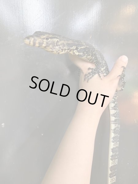 画像4: サルバトールモニタージャワ産 (4)