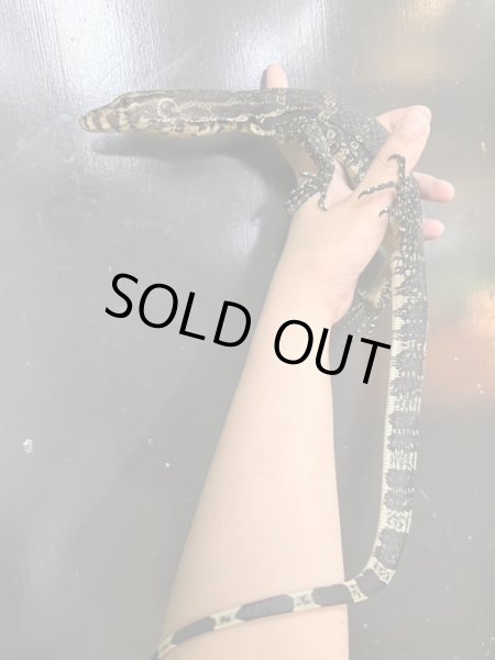 画像3: サルバトールモニタージャワ産 (3)