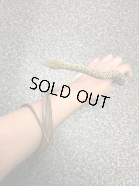 画像4: ヨナグニシュウダ2023国内CB雄 (4)