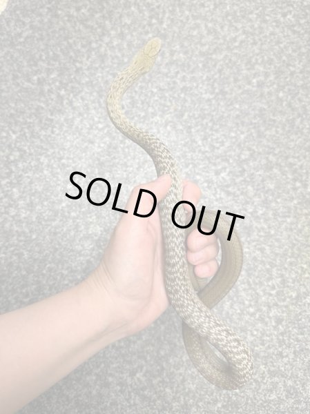 画像3: ヨナグニシュウダ2023国内CB雄 (3)