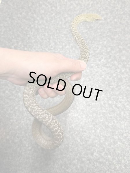 画像2: ヨナグニシュウダ2023国内CB雄 (2)