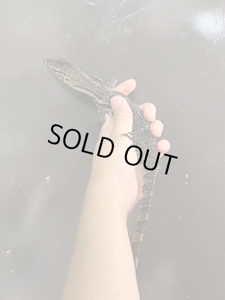 画像2: サルバトールモニタージャワ産 (2)