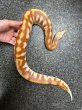 画像1: マラヤンプラッドパイソン　T-アルビノ雄 (1)