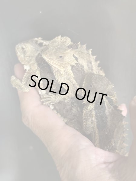 画像2: コリーマオオツノトカゲ雄(ペア割り有ります) (2)