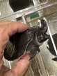 画像3: スッポンモドキ (3)