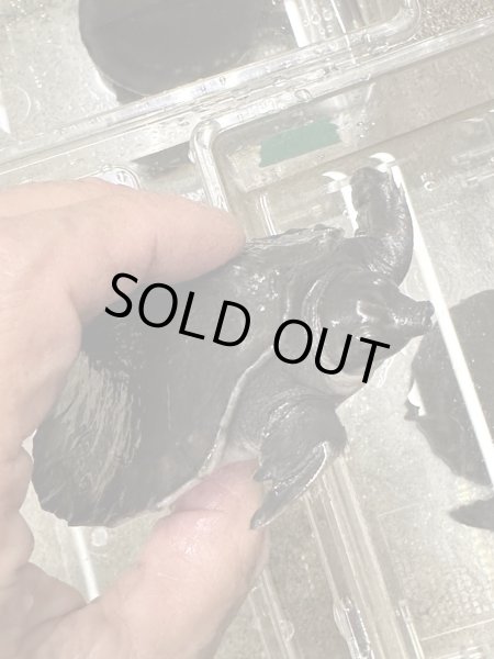 画像3: スッポンモドキ (3)