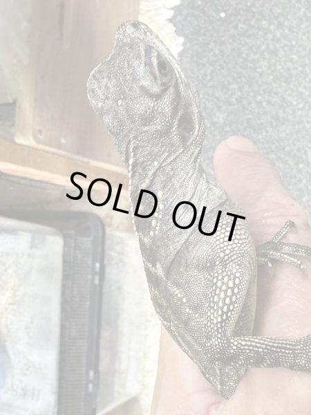 画像2: マッカサルホカケトカゲ (2)