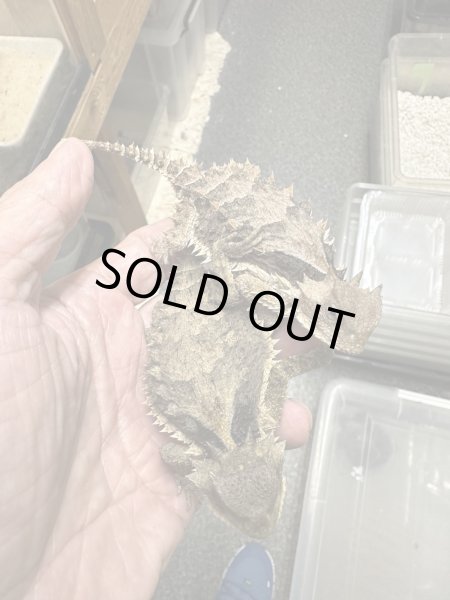 画像3: コリーマオオツノトカゲ雄(ペア割り有ります) (3)