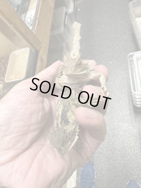 画像4: コリーマオオツノトカゲ雄(ペア割り有ります) (4)