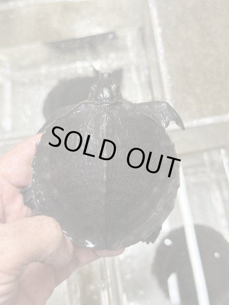 画像2: スッポンモドキ (2)