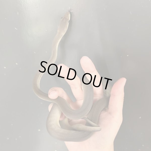 画像2: オリーブパイソン2024国内CB雄 (2)