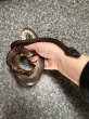 画像1: ビブロンボア (1)