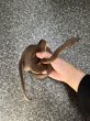 画像3: ビブロンボア (3)