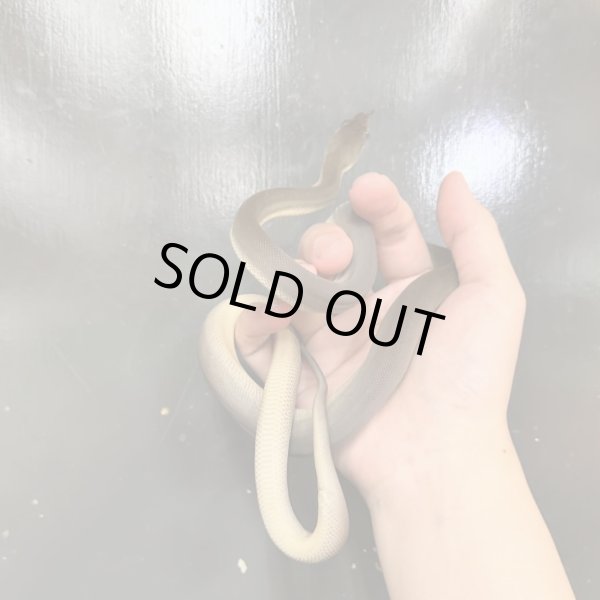 画像3: オリーブパイソン2024国内CB雄 (3)