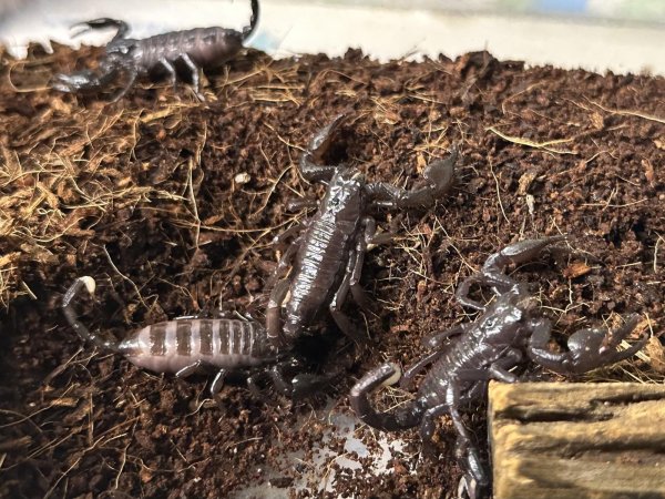 画像2: ダイオウサソリ　CB (2)