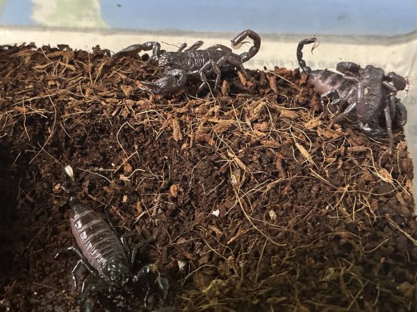 画像3: ダイオウサソリ　CB (3)