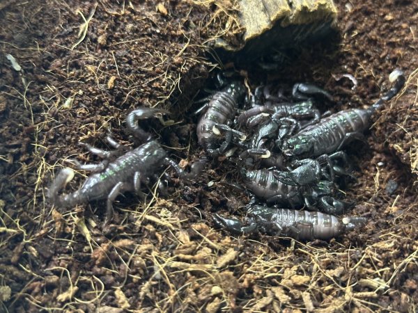 画像4: ダイオウサソリ　CB (4)