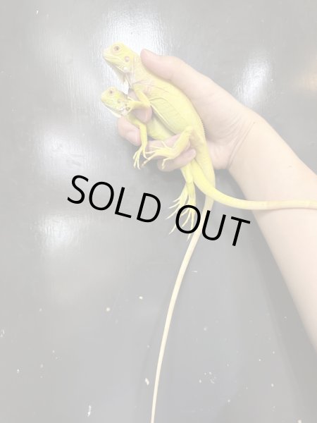 画像2: T−アルビノ グリーンイグアナ CBベビー (2)