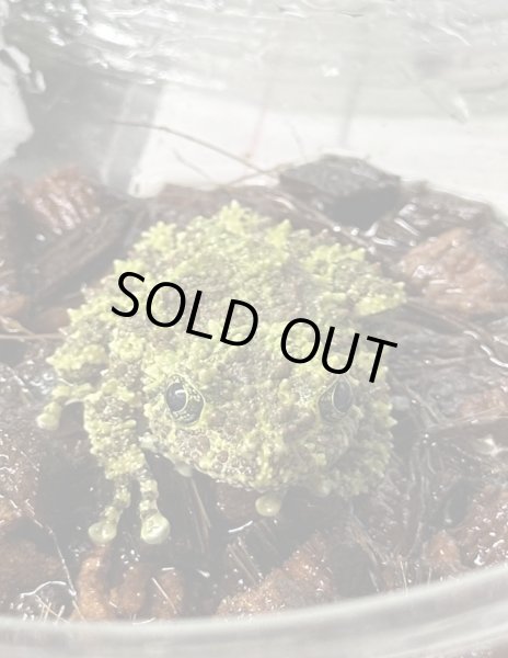 画像1: ベトナムコケガエル 国内CB (1)