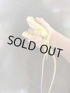 お値下げ❣️バンブルビー　イグアナ親子　全長 25cm お値下げ❣️バンブルビー イグアナ親子 全長 25cm