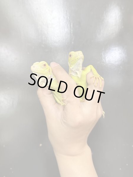 画像3: T−アルビノ グリーンイグアナ CBベビー (3)