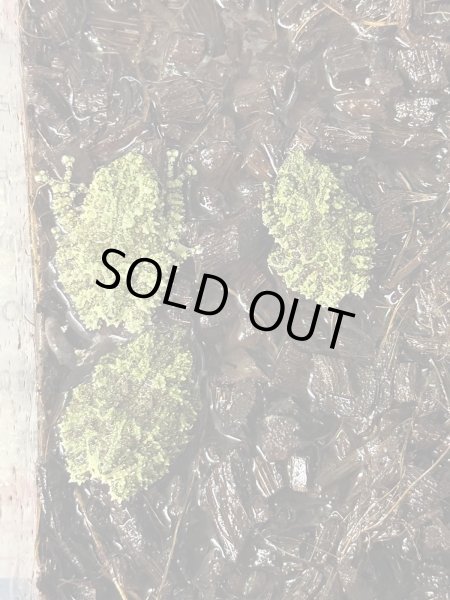 画像3: ベトナムコケガエル 国内CB (3)