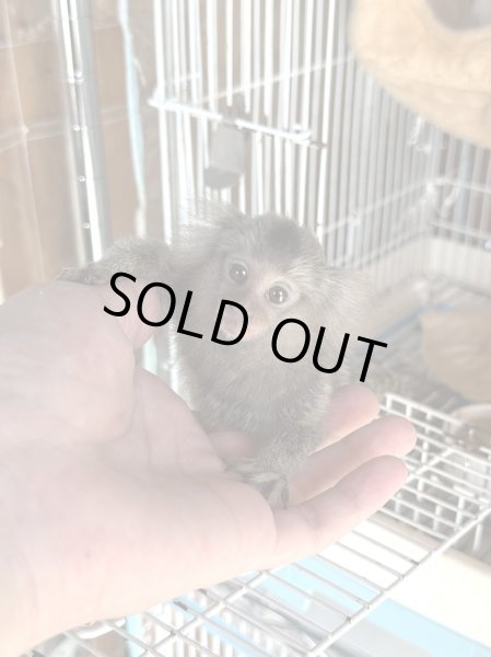 画像4: コモンマーモセット 雌 8/7生まれ (4)