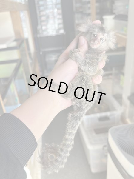 画像3: コモンマーモセット 雌 8/7生まれ (3)