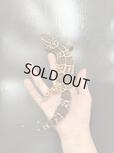 画像2: オバケトカゲモドキ フゼスタン チョガザンビル 雌 (2)