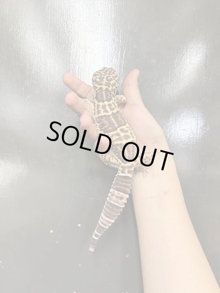 画像4: オバケトカゲモドキ フゼスタン チョガザンビル 雄 (4)