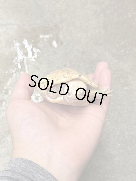 画像3: ニシクイガメ アルビノ 雄 (3)