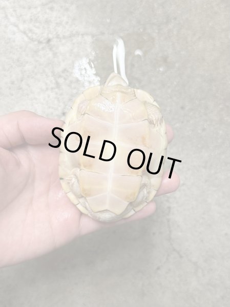 画像2: ニシクイガメ アルビノ 雄 (2)