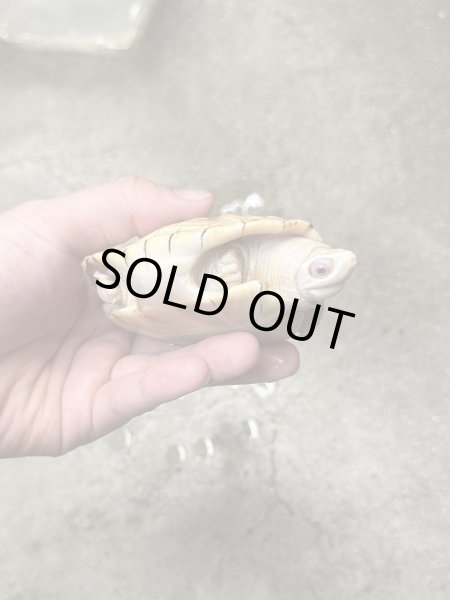 画像4: ニシクイガメ アルビノ 雄 (4)