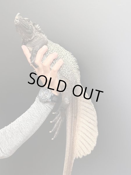 画像2: セレベスホカケトカゲ(セレベンシスホカケトカゲ) (2)