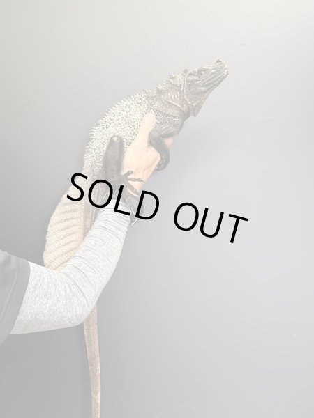 画像3: セレベスホカケトカゲ(セレベンシスホカケトカゲ) (3)