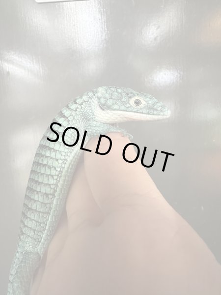 画像3: アブロニア グラミニア 国内CB (3)