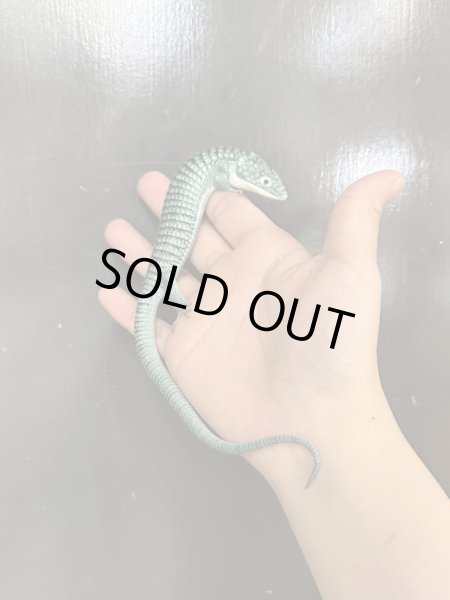 画像2: アブロニア グラミニア 国内CB (2)