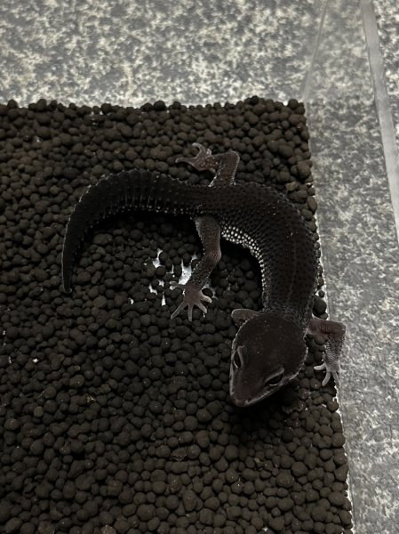 画像2: レオパードゲッコー ブラックナイト（フェリーライン） フルブラック (2)