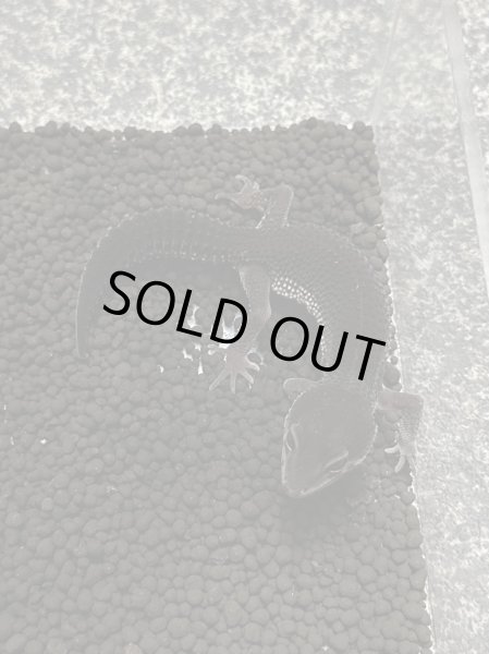 画像2: レオパードゲッコー ブラックナイト（フェリーライン） フルブラック (2)