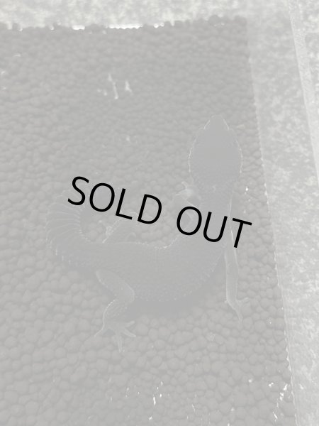 画像1: レオパードゲッコー ブラックナイト（フェリーライン） フルブラック (1)