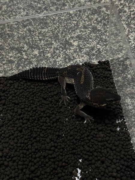 画像2: レオパードゲッコー ブラックナイト （フェリーライン）ミドル (2)