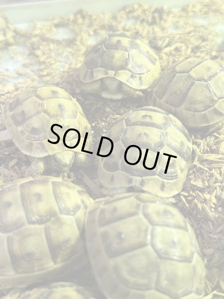 画像2: イベラギリシャリクガメ レバノンFH (2)